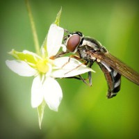 /album/roabertchiffni/photolia-a02-jpg/
