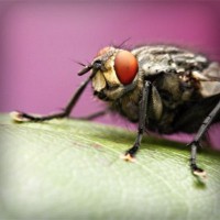 /album/roabertchiffni/photolia-a08-jpg/